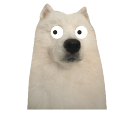 samoyed v.4 รูปที่ 19