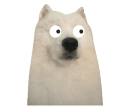 samoyed v.4 รูปที่ 20