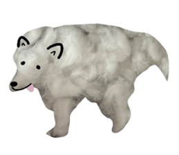 samoyed v.4 รูปที่ 21
