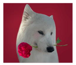 samoyed v.4 รูปที่ 22
