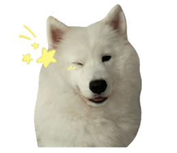 samoyed v.4 รูปที่ 23