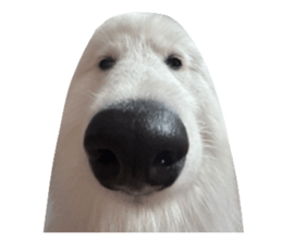 samoyed v.4 รูปที่ 24