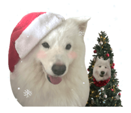 samoyed v.4 รูปที่ 25