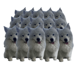 samoyed v.4 รูปที่ 27