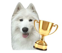 samoyed v.4 รูปที่ 28