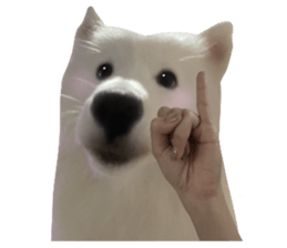 samoyed v.4 รูปที่ 29