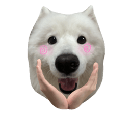 samoyed v.4 รูปที่ 30