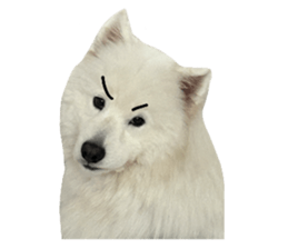 samoyed v.4 รูปที่ 32