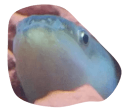 745255239