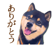 745262866