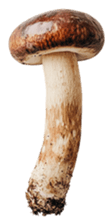 745323750