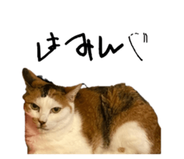 745331554