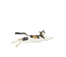 745375686