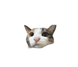 745375694