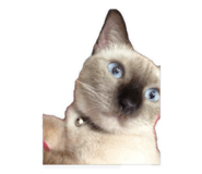 745508090
