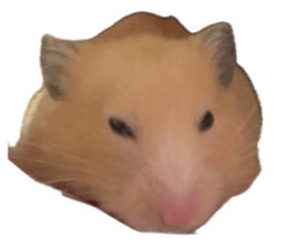 745585864