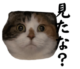 745594988