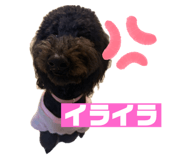 745599555