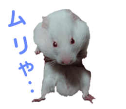 745604620