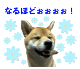 745625994