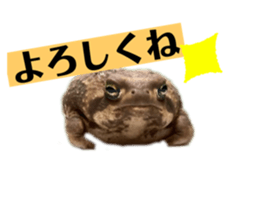 745954557