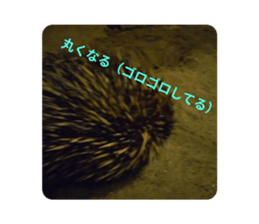 746043033