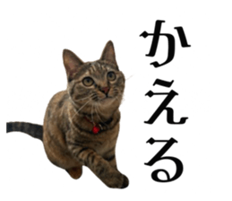 746055335