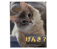 746364436