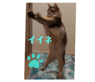 746364456