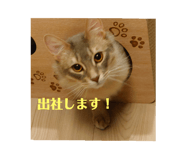 746364462