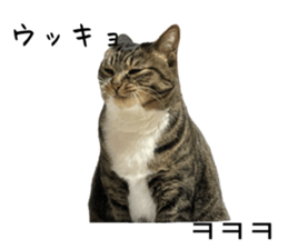 746365005