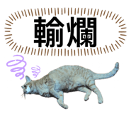 746366538