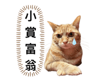 746366545