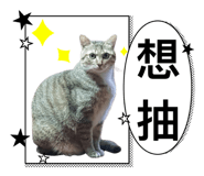 746366554