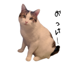 746368823