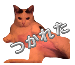 746375566