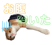 746383954