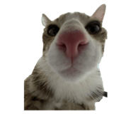 746396081