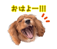 746443089