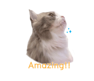 746523433