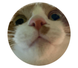 746523624