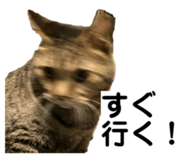 746529060