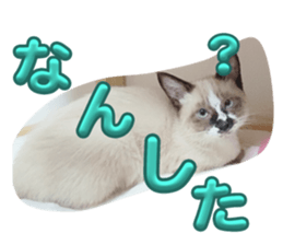 746534155