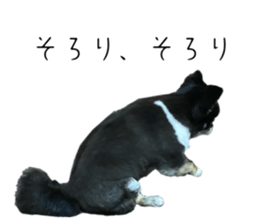 746536594