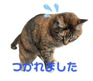 746536755