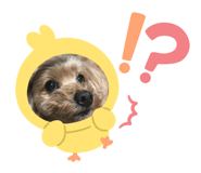 746553239