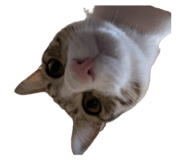 746662835
