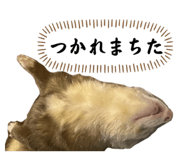 746694655