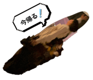 746797337
