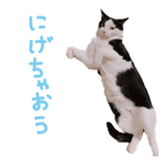 746939931